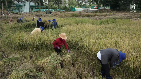 Faslink Carbon Neutral Program (FCNP) – Kỷ Niệm 2 Ngày Thu Hoạch Lúa Đầy Ý Nghĩa!