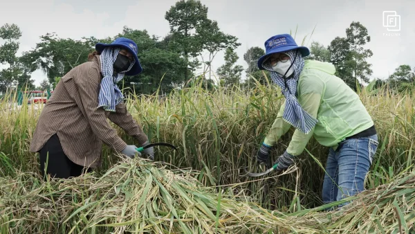 Faslink Carbon Neutral Program (FCNP) – Kỷ Niệm 2 Ngày Thu Hoạch Lúa Đầy Ý Nghĩa! Faslink Carbon Neutral Program (FCNP) – Kỷ Niệm 2 Ngày Thu Hoạch Lúa Đầy Ý Nghĩa!
