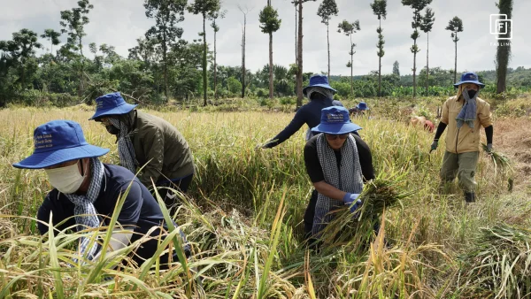 Faslink Carbon Neutral Program (FCNP) – Kỷ Niệm 2 Ngày Thu Hoạch Lúa Đầy Ý Nghĩa!