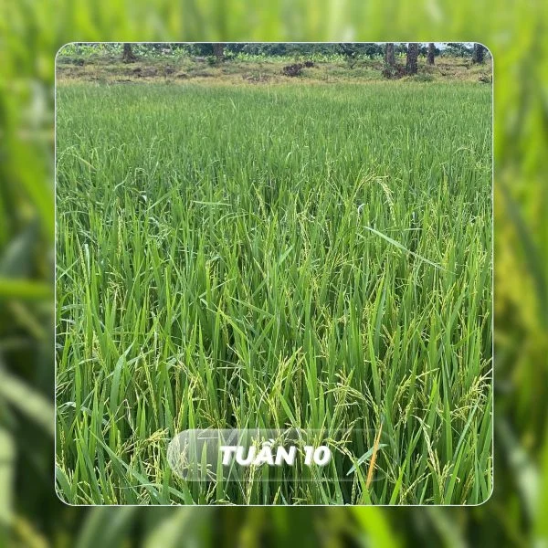 Faslink Carbon Neutral Program (FCNP): Xây Dựng Cộng Đồng & Trung Hòa Carbon Qua Dự Án FarmLink Thanh Sơn Faslink Carbon Neutral Program (FCNP): Xây Dựng Cộng Đồng & Trung Hòa Carbon Qua Dự Án FarmLink Thanh Sơn