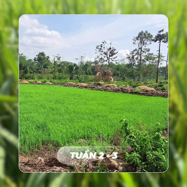Faslink Carbon Neutral Program (FCNP): Xây Dựng Cộng Đồng & Trung Hòa Carbon Qua Dự Án FarmLink Thanh Sơn