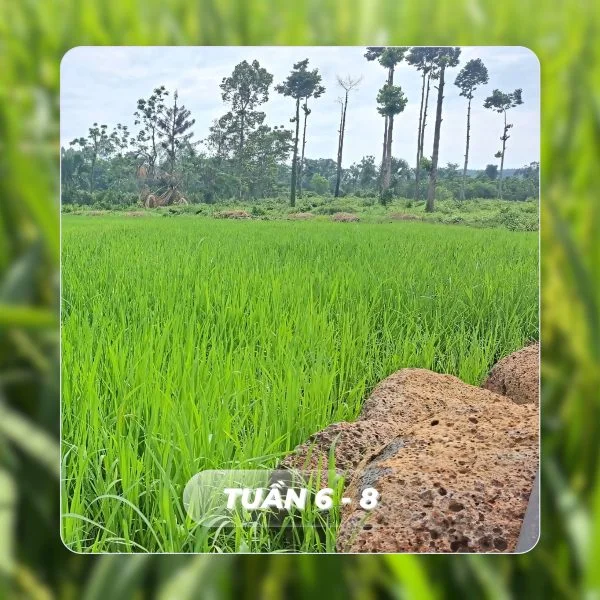 Faslink Carbon Neutral Program (FCNP): Xây Dựng Cộng Đồng & Trung Hòa Carbon Qua Dự Án FarmLink Thanh Sơn