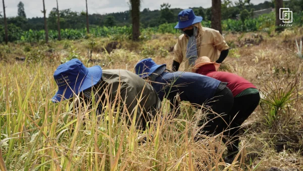 Faslink Carbon Neutral Program (FCNP) – Kỷ Niệm 2 Ngày Thu Hoạch Lúa Đầy Ý Nghĩa! Faslink Carbon Neutral Program (FCNP) – Kỷ Niệm 2 Ngày Thu Hoạch Lúa Đầy Ý Nghĩa!