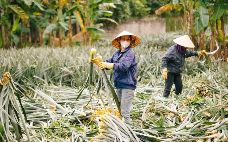 Nâng tầm giá trị nông nghiệp tuần hoàn Nâng tầm giá trị nông nghiệp tuần hoàn