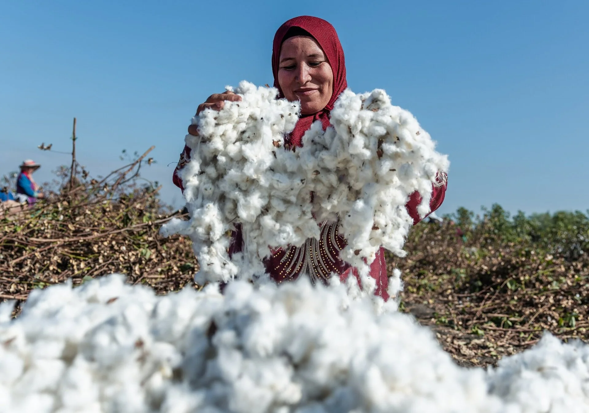 Vải cotton hữu cơ Vải cotton hữu cơ